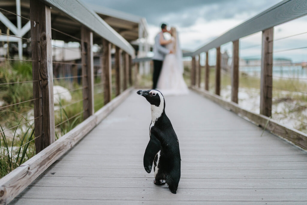 Penguin at Gulfarium Wedding